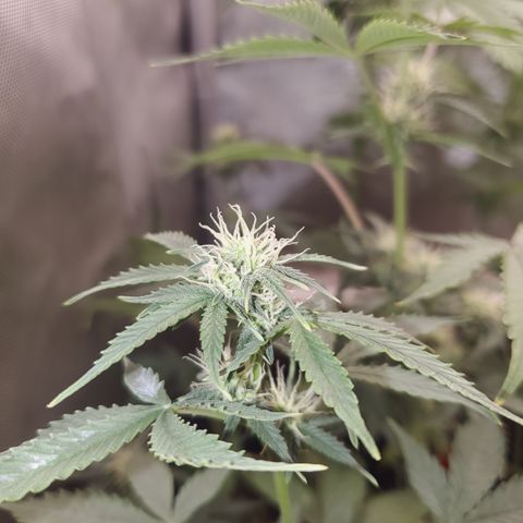 Purple Punch Auto - PP - Seedsman  growlog timeline photo
