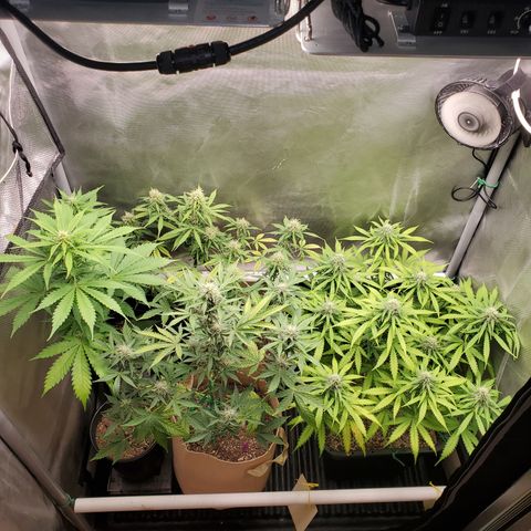 Purple Punch Auto - PP - Seedsman  growlog timeline photo