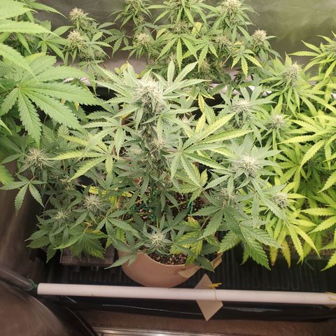 Purple Punch Auto - PP - Seedsman  growlog timeline photo