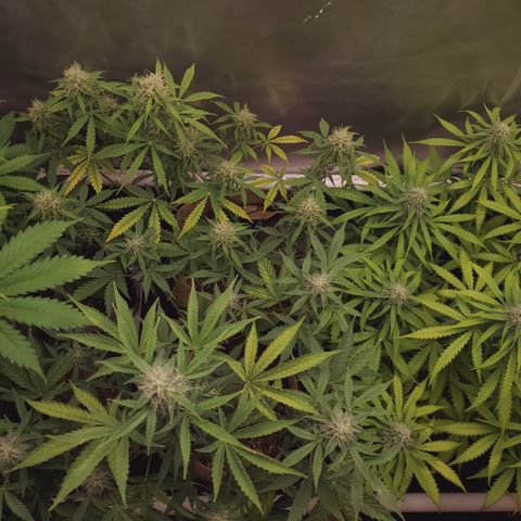Gelat OG Auto - PP - Seedsman growlog timeline photo