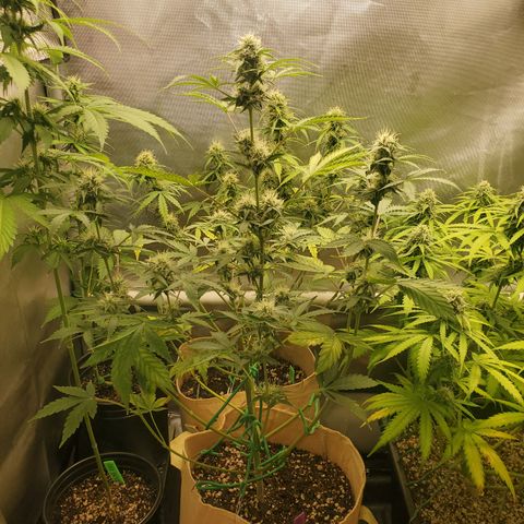 Purple Punch Auto - PP - Seedsman  growlog timeline photo