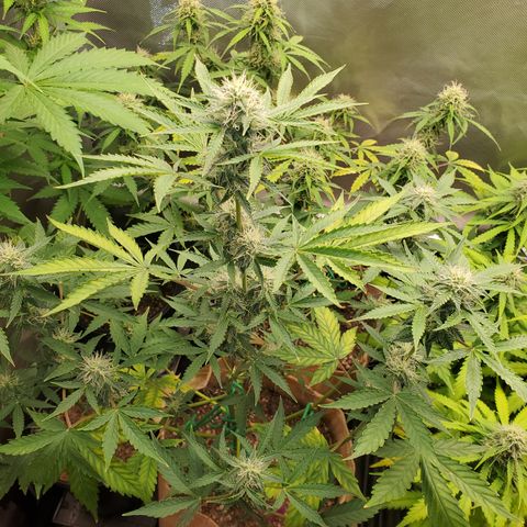 Purple Punch Auto - PP - Seedsman  growlog timeline photo