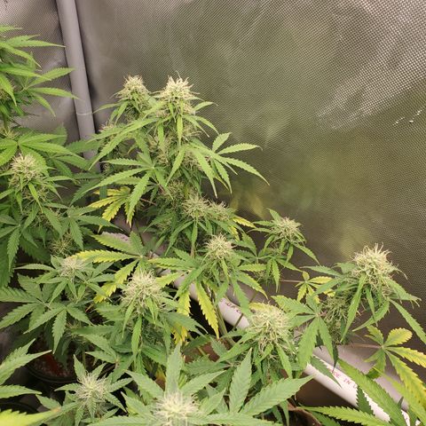 Gelat OG Auto - PP - Seedsman growlog timeline photo