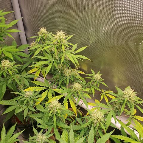 Gelat OG Auto - PP - Seedsman growlog timeline photo