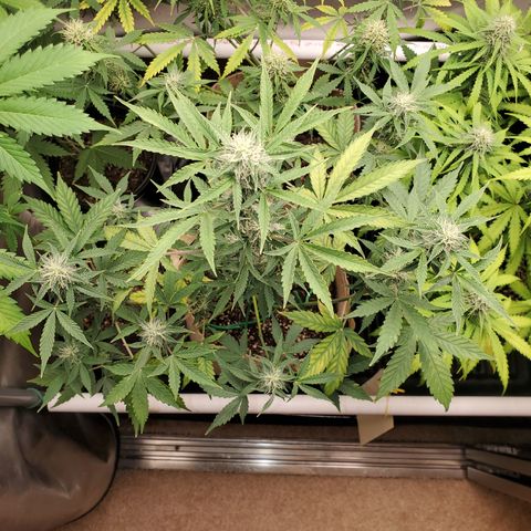 Purple Punch Auto - PP - Seedsman  growlog timeline photo