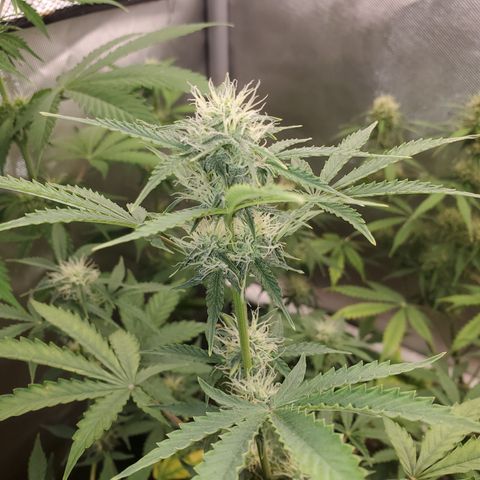 Purple Punch Auto - PP - Seedsman  growlog timeline photo