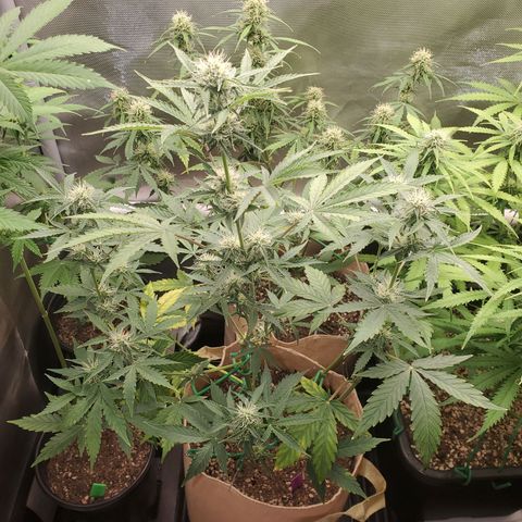 Purple Punch Auto - PP - Seedsman  growlog timeline photo
