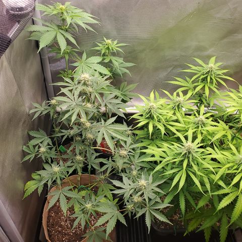 Purple Punch Auto - PP - Seedsman  growlog timeline photo