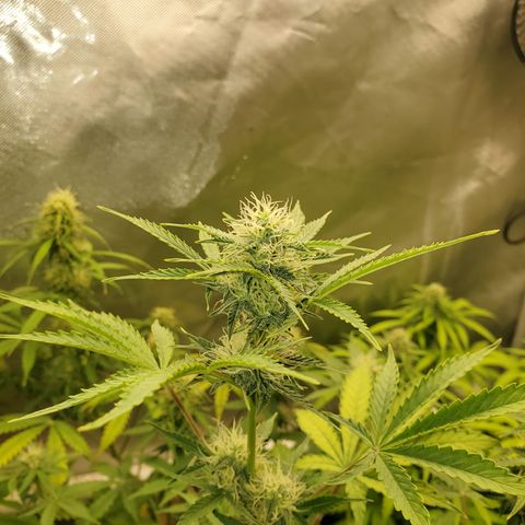 Purple Punch Auto - PP - Seedsman  growlog timeline photo