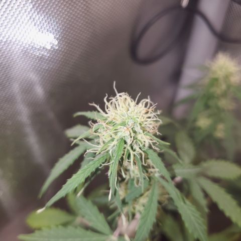 Gelat OG Auto - PP - Seedsman growlog timeline photo