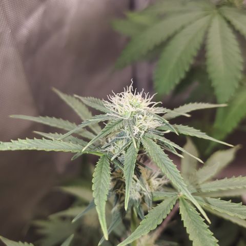 Purple Punch Auto - PP - Seedsman  growlog timeline photo