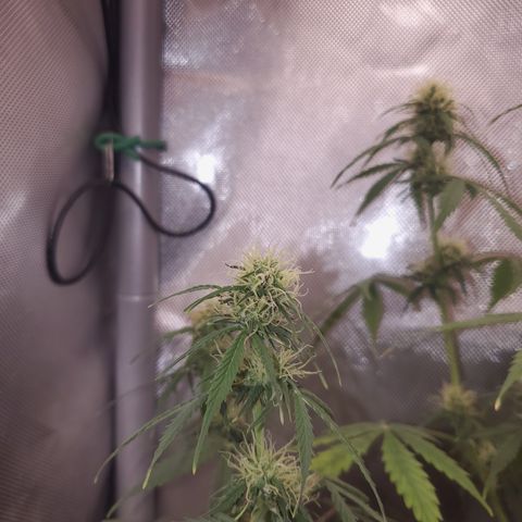 Gelat OG Auto - PP - Seedsman growlog timeline photo