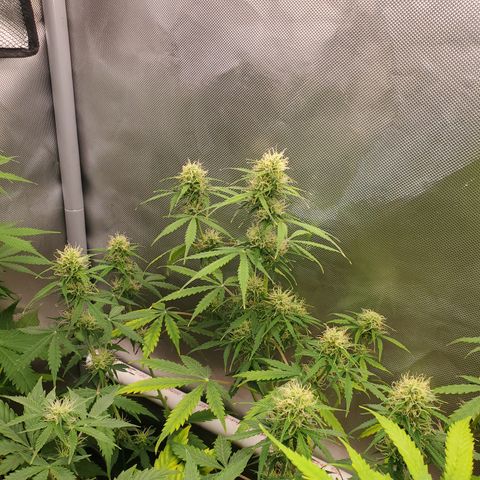 Gelat OG Auto - PP - Seedsman growlog timeline photo