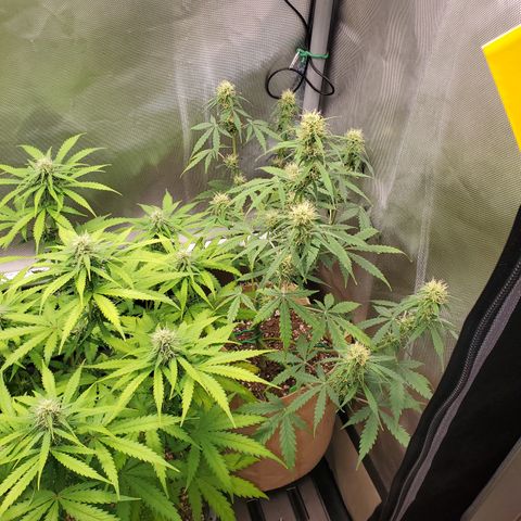 Gelat OG Auto - PP - Seedsman growlog timeline photo