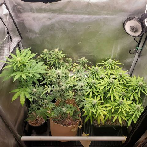 Gelat OG Auto - PP - Seedsman growlog timeline photo