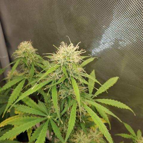 Gelat OG Auto - PP - Seedsman growlog timeline photo