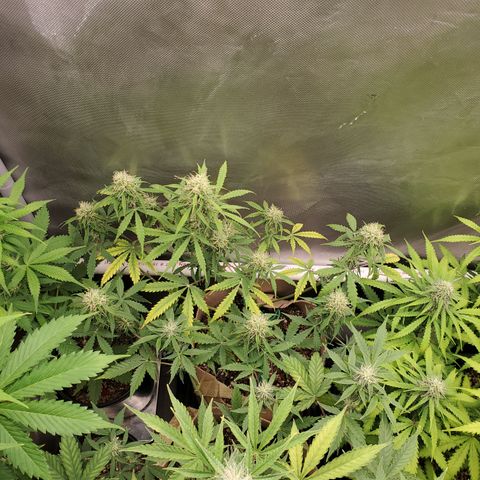 Gelat OG Auto - PP - Seedsman growlog timeline photo