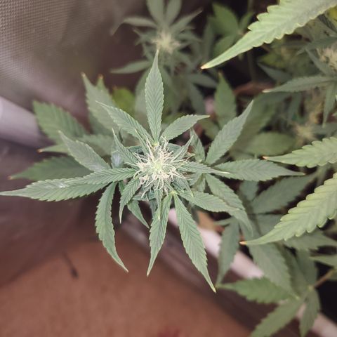 Purple Punch Auto - PP - Seedsman  growlog timeline photo