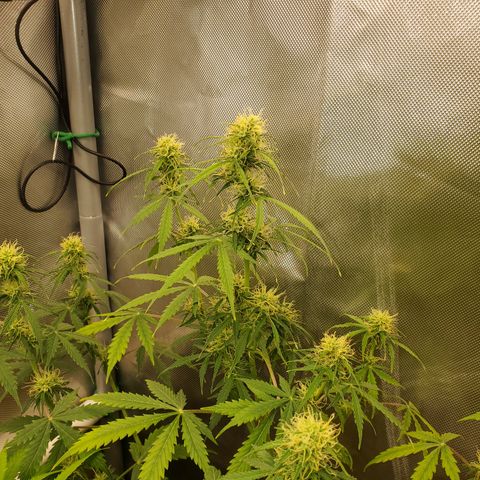 Gelat OG Auto - PP - Seedsman growlog timeline photo