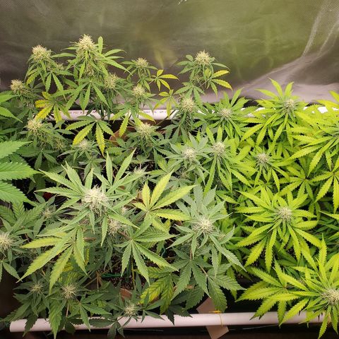 Purple Punch Auto - PP - Seedsman  growlog timeline photo