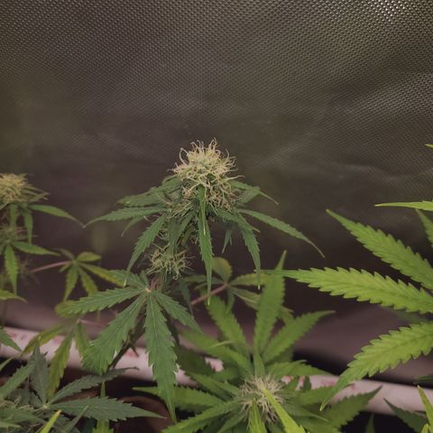 Gelat OG Auto - PP - Seedsman growlog timeline photo