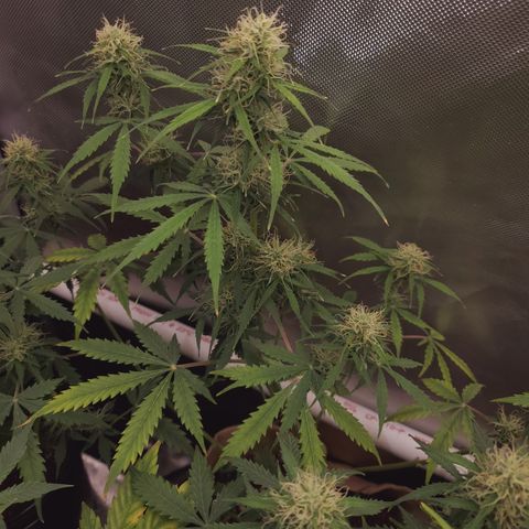 Gelat OG Auto - PP - Seedsman growlog timeline photo