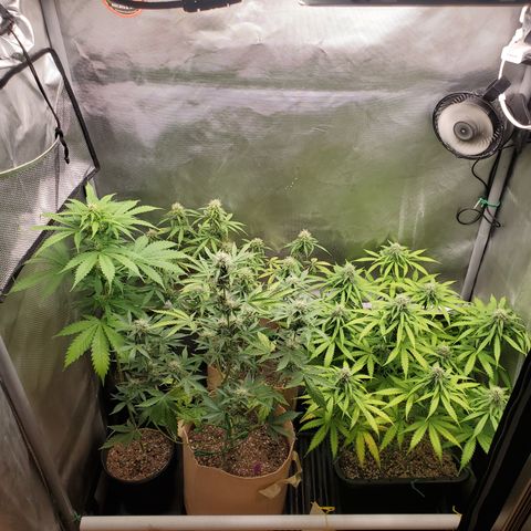 Purple Punch Auto - PP - Seedsman  growlog timeline photo