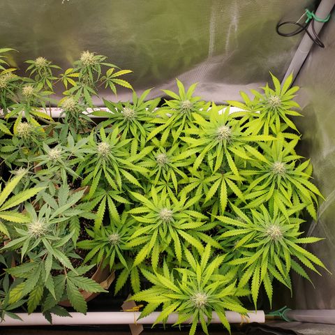 Gelat OG Auto - PP - Seedsman growlog timeline photo