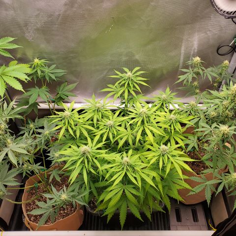 Gelat OG Auto - PP - Seedsman growlog timeline photo