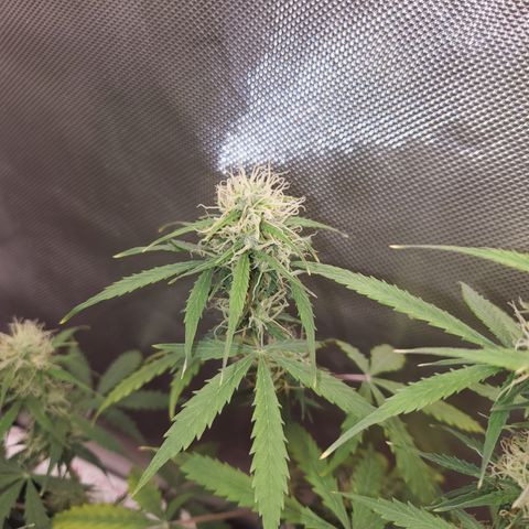 Gelat OG Auto - PP - Seedsman growlog timeline photo