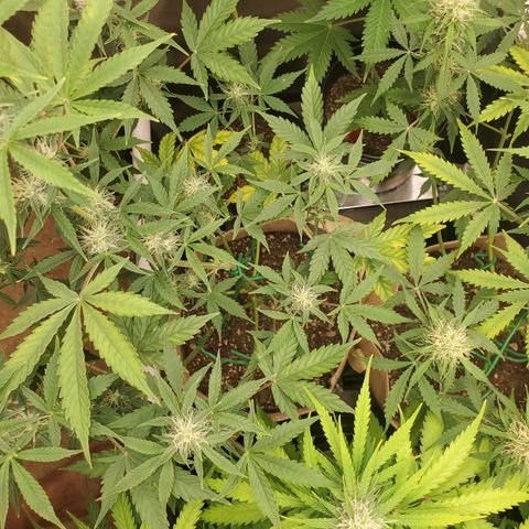Purple Punch Auto - PP - Seedsman  growlog timeline photo