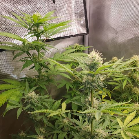 Purple Punch Auto - PP - Seedsman  growlog timeline photo
