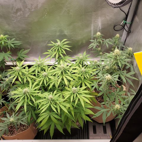 Gelat OG Auto - PP - Seedsman growlog timeline photo