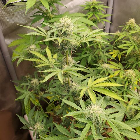 Purple Punch Auto - PP - Seedsman  growlog timeline photo