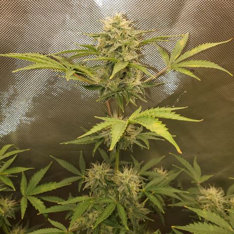 Purple Punch Auto - PP - Seedsman  growlog timeline photo