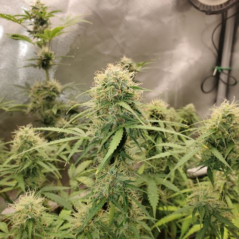 Gelat OG Auto - PP - Seedsman growlog timeline photo