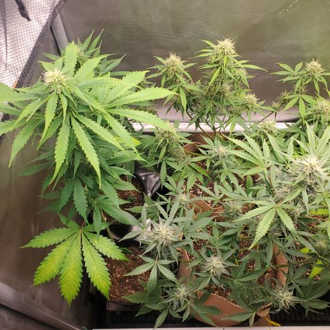 Purple Punch Auto - PP - Seedsman  growlog timeline photo