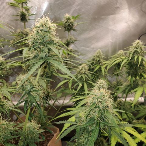 Gelat OG Auto - PP - Seedsman growlog timeline photo