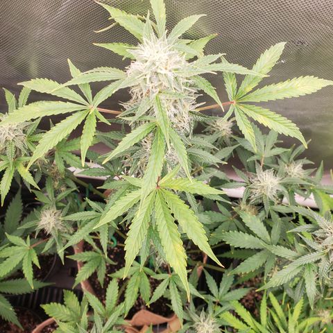 Purple Punch Auto - PP - Seedsman  growlog timeline photo