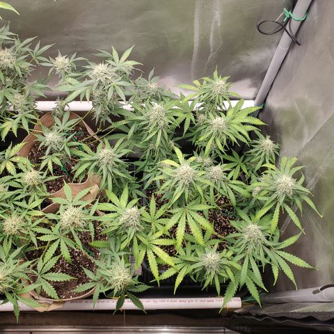 Purple Punch Auto - PP - Seedsman  growlog timeline photo