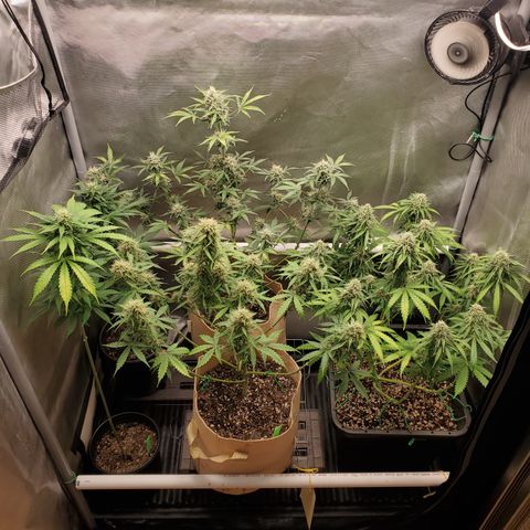 Purple Punch Auto - PP - Seedsman  growlog timeline photo