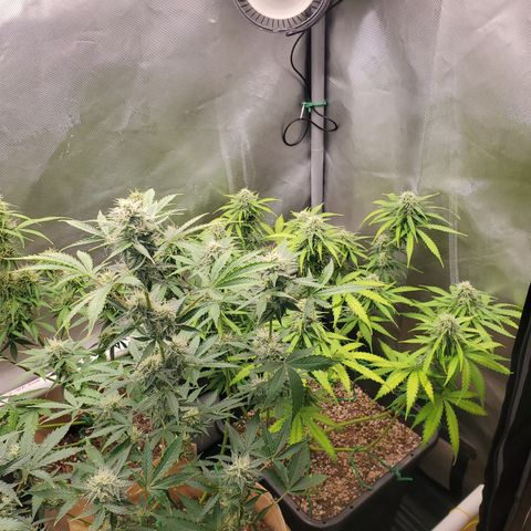 Purple Punch Auto - PP - Seedsman  growlog timeline photo