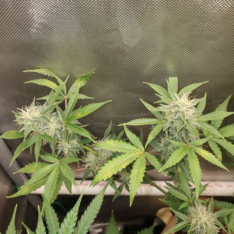 Purple Punch Auto - PP - Seedsman  growlog timeline photo