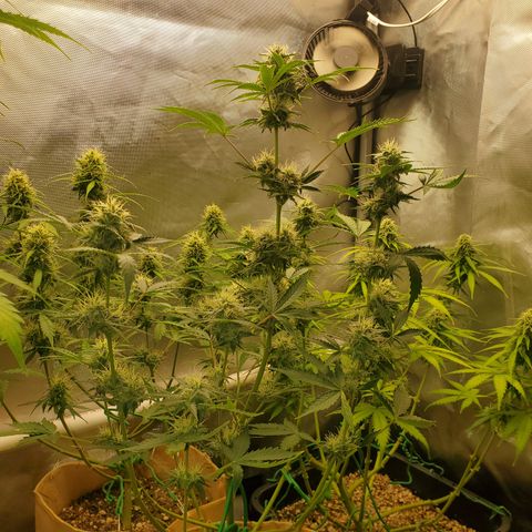 Gelat OG Auto - PP - Seedsman growlog timeline photo