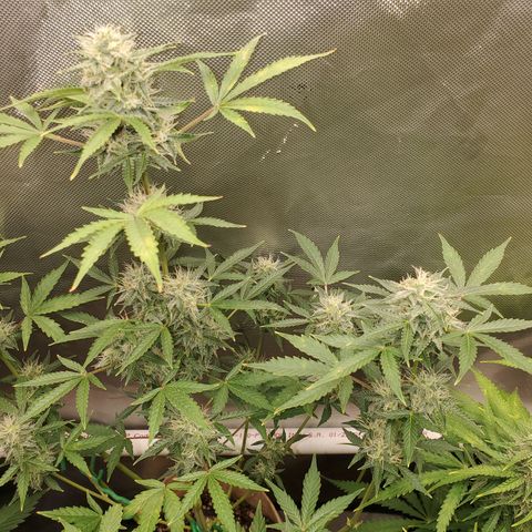 Purple Punch Auto - PP - Seedsman  growlog timeline photo