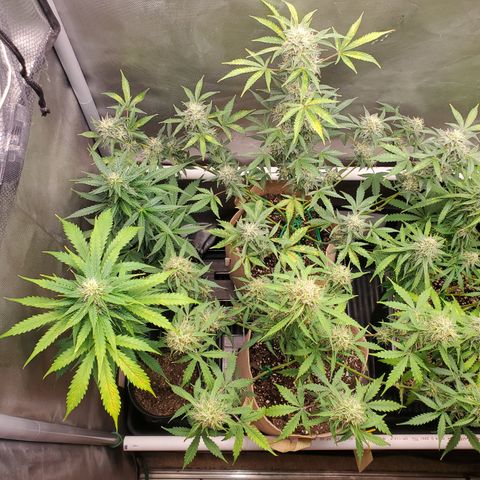 Gelat OG Auto - PP - Seedsman growlog timeline photo