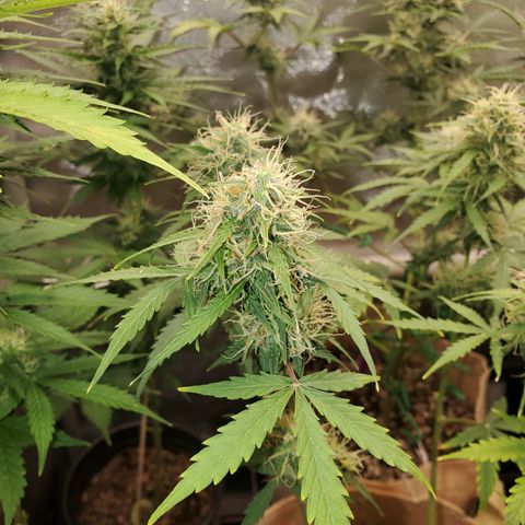Gelat OG Auto - PP - Seedsman growlog timeline photo