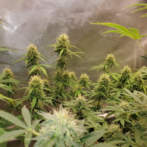 Gelat OG Auto - PP - Seedsman growlog timeline photo