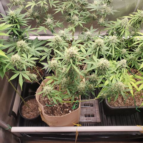 Gelat OG Auto - PP - Seedsman growlog timeline photo