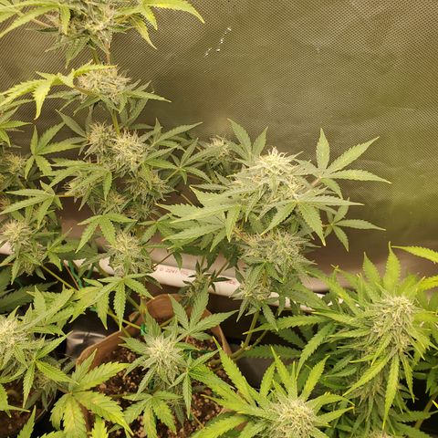Purple Punch Auto - PP - Seedsman  growlog timeline photo